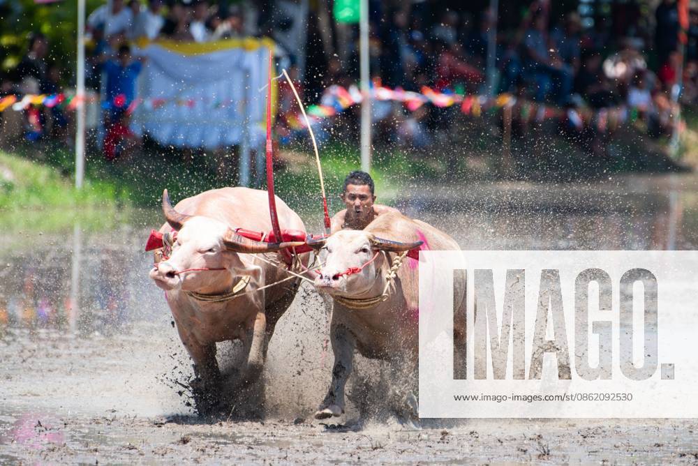 CHONBURI, THAILAND JULY 19, 2026: The atmosphere of the traditional water buffalo racing festival at a temporary ground in Mueang Chonburi District. The event reflects the agricultural heritage of eastern Thailand, where farmers traditionally cultivate rice and raise buffaloes. JNA Press Chonburi Province Thailand - ZUMAq101 20260719_zna_q101_153