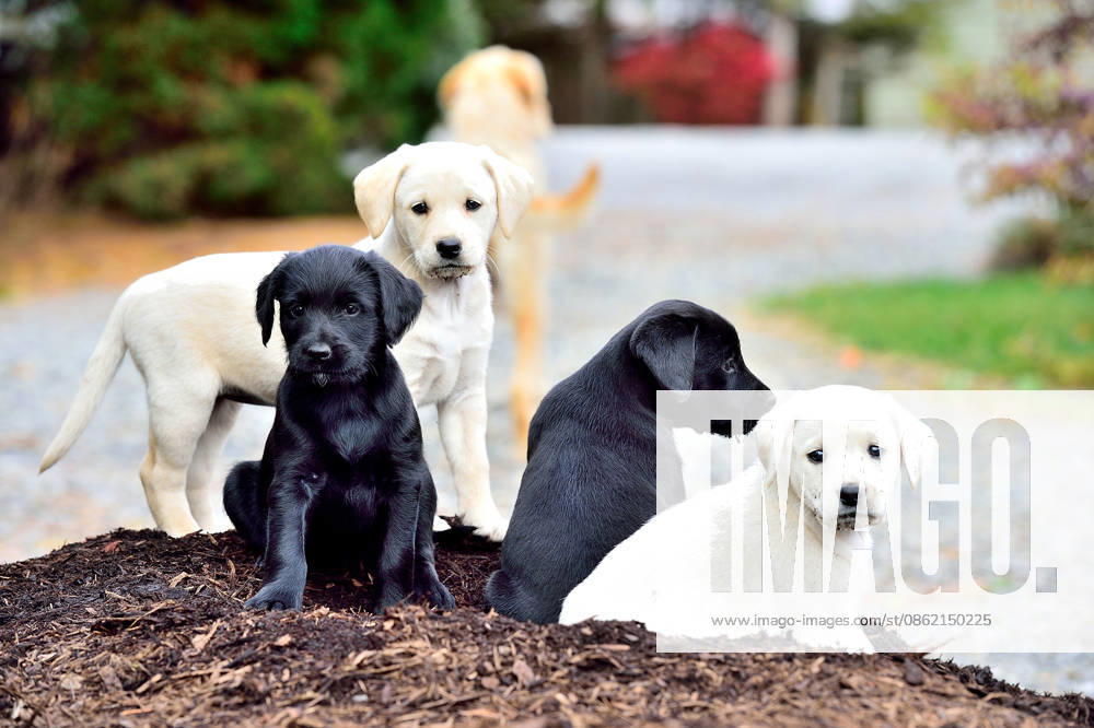 Litter of black and yellow Labrador puppies outdoors Benton, Pennsylvania, United States CR_BABE260717E-2082817-01 ,model released, Symbolfoto ,property released
