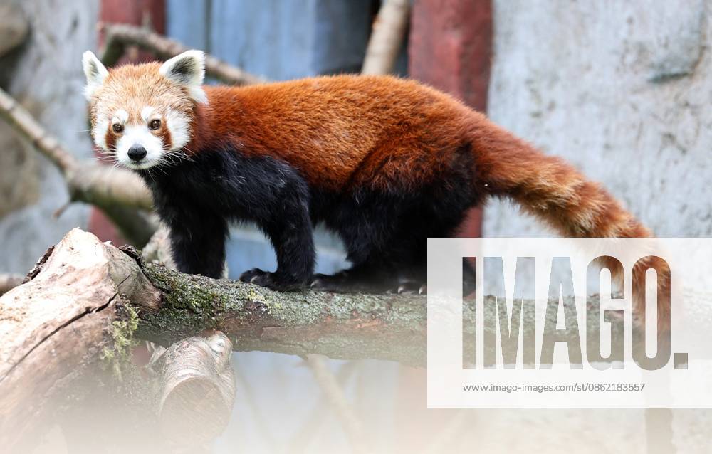 Thueringer Zoopark Erfurt 20.07.2026, Erfurt, Thueringer Zoopark, Eroeffnung der neuen Anlage der Roten Pandas und Stachelschweine im Bild: Panda-Weibchen Lilli in ihrem neuen Zuhause