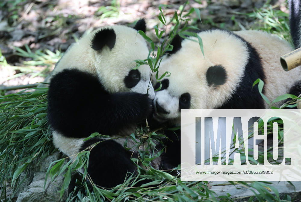 A giant panda cools off on ice and eats food under the shade of trees at the Shenshuping Base of Wolong China Giant Panda Garden on July 20, 2026 in Wenchuan, Sichuan Province of China.