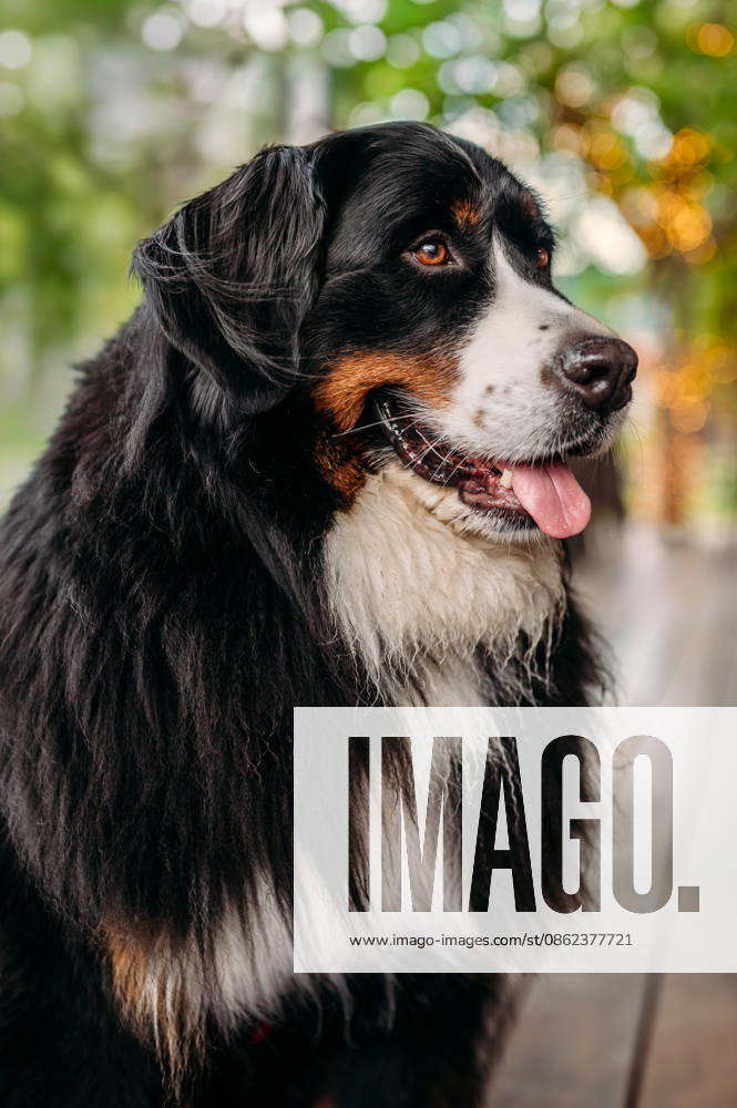 Happy Bernese Mountain Dog looking to the side Bar Harbor, Maine, United States CR_MJOR260715-2076996-01 ,model released, Symbolfoto ,property released