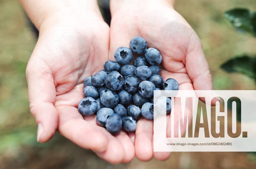 Russia Agriculture Blueberry Harvesting 9210120 22.07.2026 A worker displays blueberries picked at the Kolos Kubani enterprise in the town of Krymsk, Krasnodar Region, Russia. Vitaly Timkiv Sputnik Krymsk Krasnodar region Russia