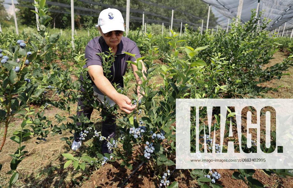 Russia Agriculture Blueberry Harvesting 9210139 22.07.2026 A worker picks blueberries at the Kolos Kubani enterprise in the town of Krymsk, Krasnodar Region, Russia. Vitaly Timkiv Sputnik Krymsk Krasnodar region Russia