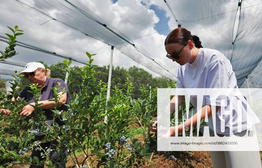 Russia Agriculture Blueberry Harvesting 9210142 22.07.2026 Workers pick blueberries at the Kolos Kubani enterprise in the town of Krymsk, Krasnodar Region, Russia. Vitaly Timkiv Sputnik Krymsk Krasnodar region Russia