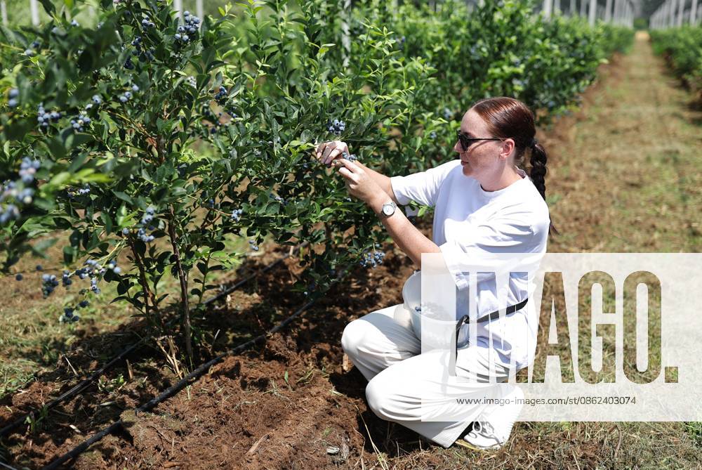 Russia Agriculture Blueberry Harvesting 9210146 22.07.2026 A worker picks blueberries at the Kolos Kubani enterprise in the town of Krymsk, Krasnodar Region, Russia. Vitaly Timkiv Sputnik Krymsk Krasnodar region Russia