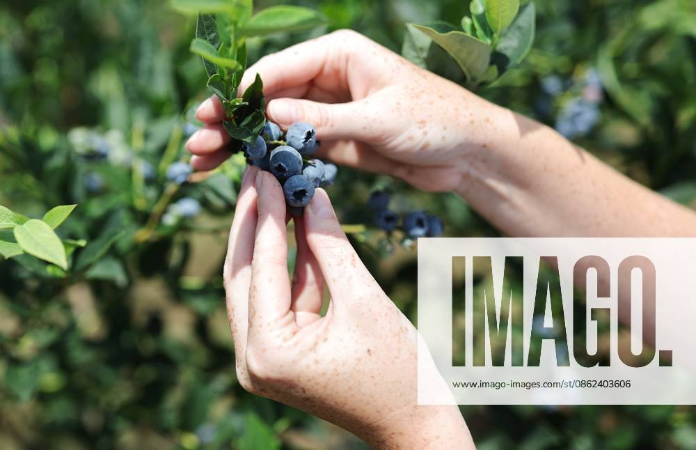 Russia Agriculture Blueberry Harvesting 9210150 22.07.2026 A worker picks blueberries at the Kolos Kubani enterprise in the town of Krymsk, Krasnodar Region, Russia. Vitaly Timkiv Sputnik Krymsk Krasnodar region Russia