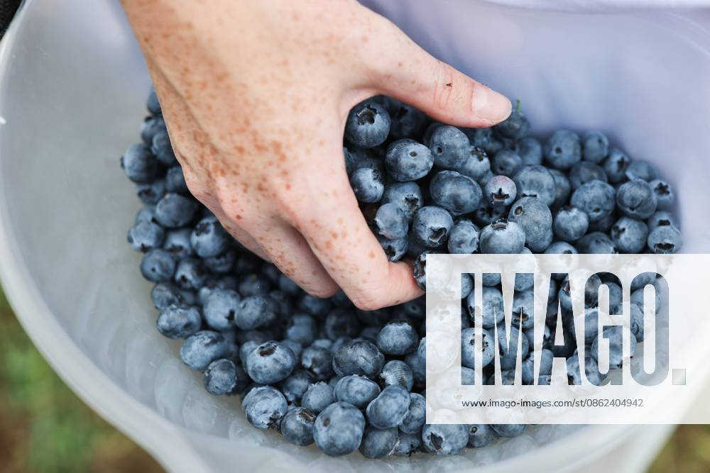 Russia Agriculture Blueberry Harvesting 9210160 22.07.2026 A worker sorts blueberries at the Kolos Kubani enterprise in the town of Krymsk, Krasnodar Region, Russia. Vitaly Timkiv Sputnik Krymsk Krasnodar region Russia