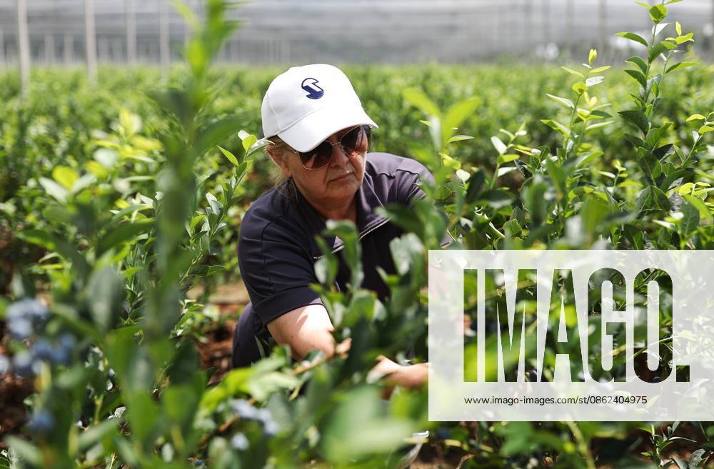 Russia Agriculture Blueberry Harvesting 9210153 22.07.2026 A worker picks blueberries at the Kolos Kubani enterprise in the town of Krymsk, Krasnodar Region, Russia. Vitaly Timkiv Sputnik Krymsk Krasnodar region Russia