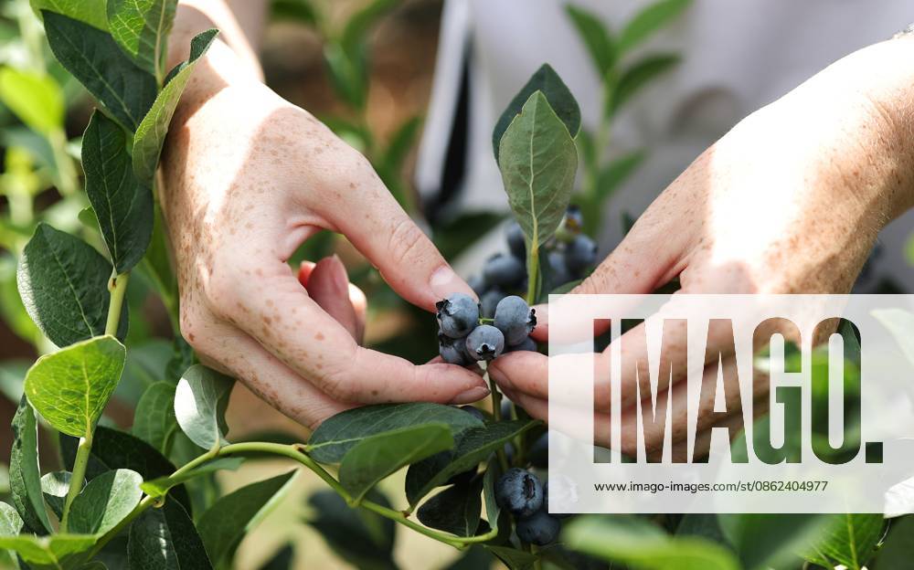 Russia Agriculture Blueberry Harvesting 9210157 22.07.2026 A worker picks blueberries at the Kolos Kubani enterprise in the town of Krymsk, Krasnodar Region, Russia. Vitaly Timkiv Sputnik Krymsk Krasnodar region Russia