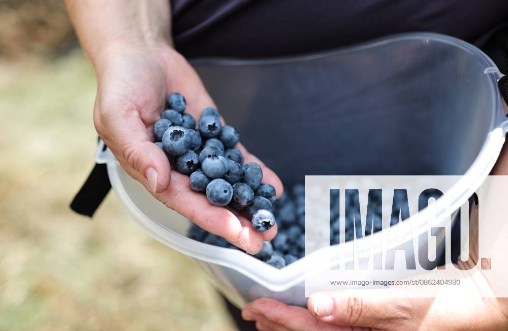 Russia Agriculture Blueberry Harvesting 9210158 22.07.2026 A worker displays blueberries picked at the Kolos Kubani enterprise in the town of Krymsk, Krasnodar Region, Russia. Vitaly Timkiv Sputnik Krymsk Krasnodar region Russia