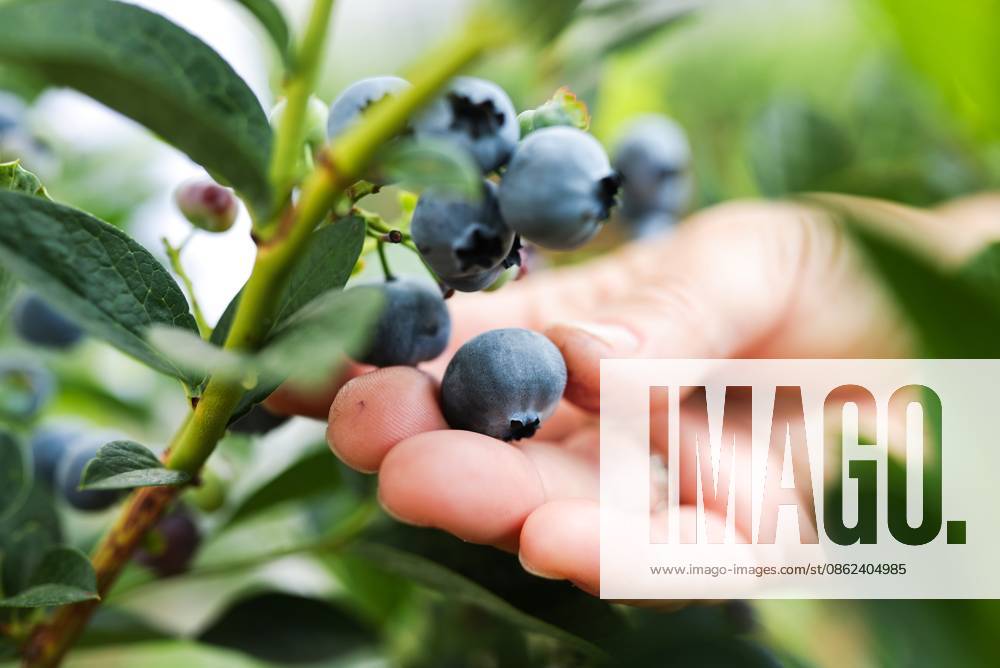 Russia Agriculture Blueberry Harvesting 9210159 22.07.2026 A worker picks blueberries at the Kolos Kubani enterprise in the town of Krymsk, Krasnodar Region, Russia. Vitaly Timkiv Sputnik Krymsk Krasnodar region Russia