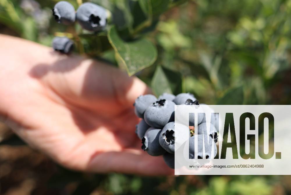 Russia Agriculture Blueberry Harvesting 9210165 22.07.2026 A worker picks blueberries at the Kolos Kubani enterprise in the town of Krymsk, Krasnodar Region, Russia. Vitaly Timkiv Sputnik Krymsk Krasnodar region Russia