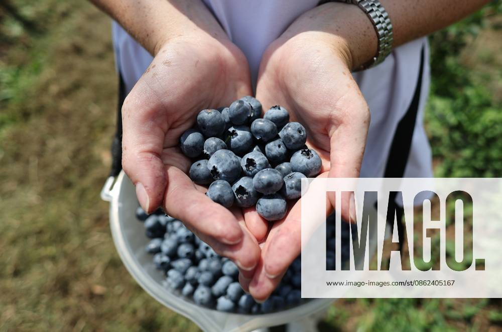 Russia Agriculture Blueberry Harvesting 9210167 22.07.2026 A worker displays blueberries picked at the Kolos Kubani enterprise in the town of Krymsk, Krasnodar Region, Russia. Vitaly Timkiv Sputnik Krymsk Krasnodar region Russia
