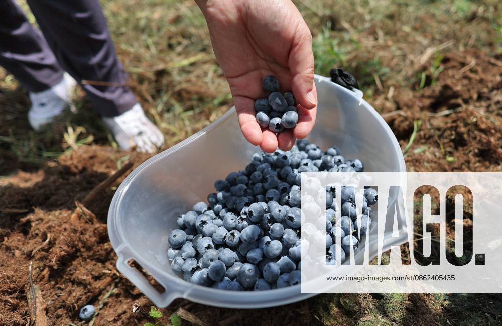 Russia Agriculture Blueberry Harvesting 9210164 22.07.2026 A worker displays blueberries picked at the Kolos Kubani enterprise in the town of Krymsk, Krasnodar Region, Russia. Vitaly Timkiv Sputnik Krymsk Krasnodar region Russia