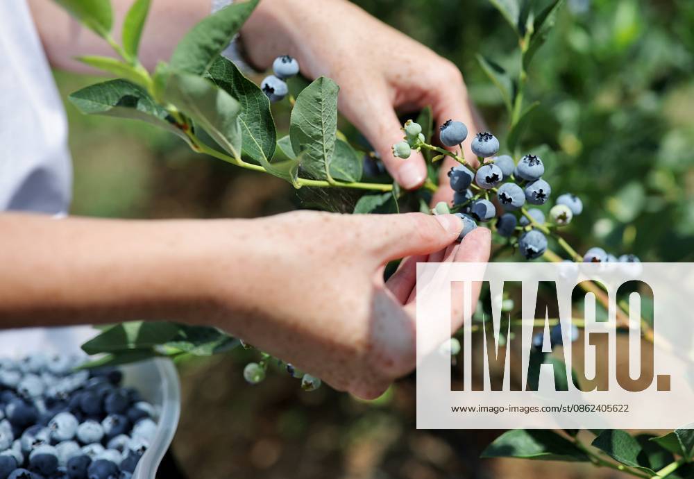 Russia Agriculture Blueberry Harvesting 9210163 22.07.2026 A worker picks blueberries at the Kolos Kubani enterprise in the town of Krymsk, Krasnodar Region, Russia. Vitaly Timkiv Sputnik Krymsk Krasnodar region Russia