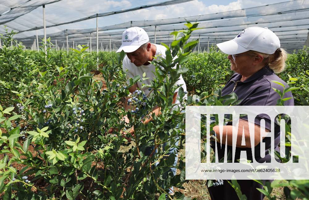 Russia Agriculture Blueberry Harvesting 9210168 22.07.2026 Workers pick blueberries at the Kolos Kubani enterprise in the town of Krymsk, Krasnodar Region, Russia. Vitaly Timkiv Sputnik Krymsk Krasnodar region Russia