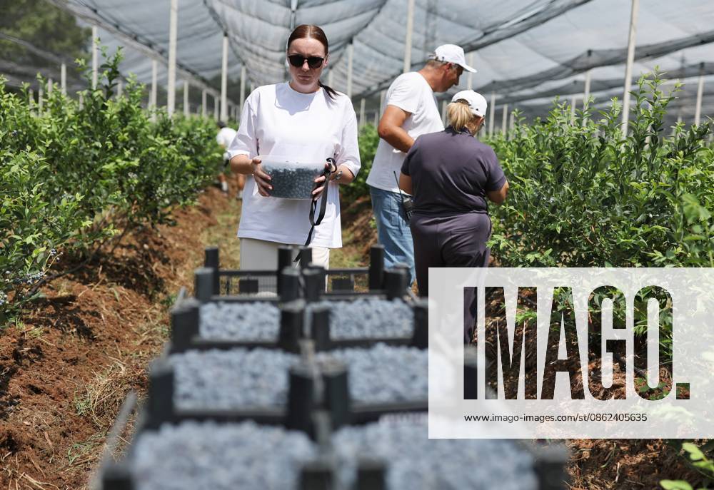 Russia Agriculture Blueberry Harvesting 9210170 22.07.2026 Workers pick blueberries at the Kolos Kubani enterprise in the town of Krymsk, Krasnodar Region, Russia. Vitaly Timkiv Sputnik Krymsk Krasnodar region Russia