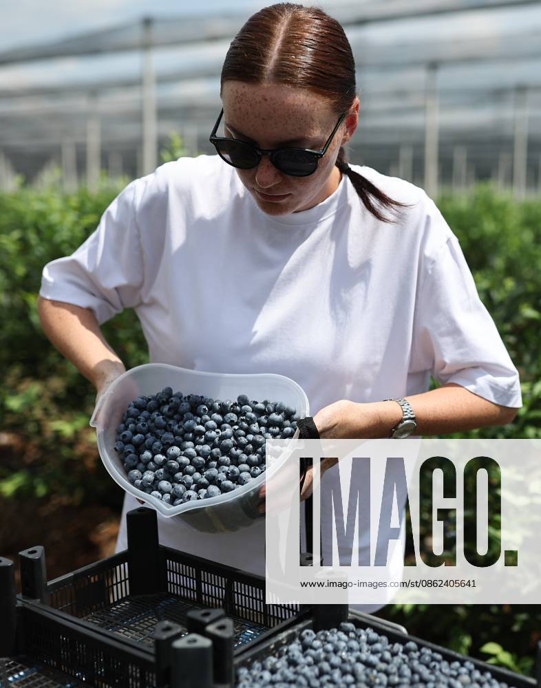 Russia Agriculture Blueberry Harvesting 9210171 22.07.2026 A worker sorts blueberries picked at the Kolos Kubani enterprise in the town of Krymsk, Krasnodar Region, Russia. Vitaly Timkiv Sputnik Krymsk Krasnodar region Russia