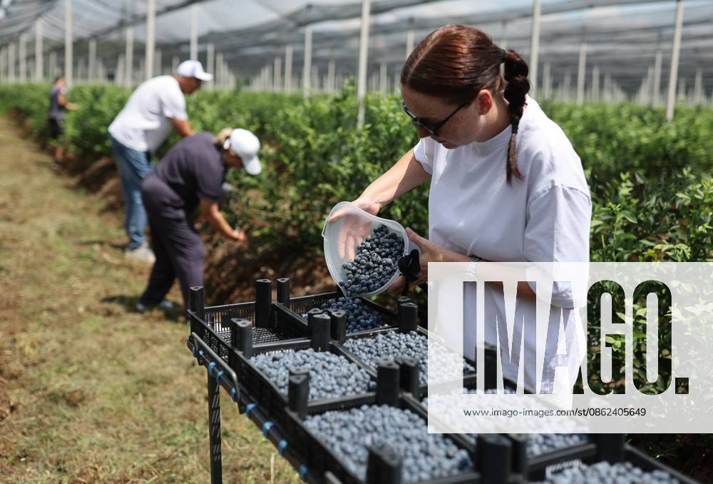 Russia Agriculture Blueberry Harvesting 9210172 22.07.2026 A worker sorts blueberries picked at the Kolos Kubani enterprise in the town of Krymsk, Krasnodar Region, Russia. Vitaly Timkiv Sputnik Krymsk Krasnodar region Russia