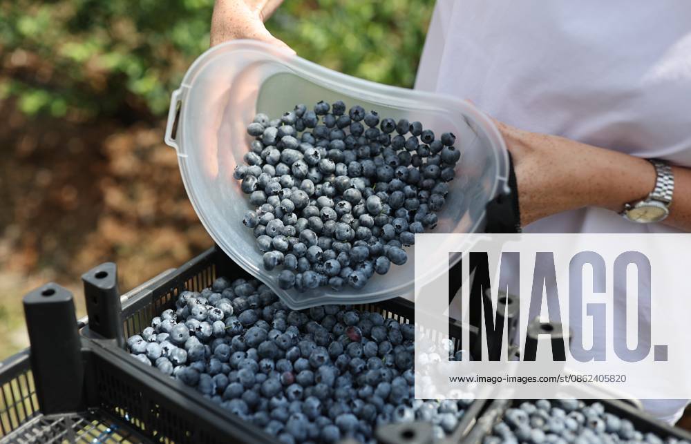 Russia Agriculture Blueberry Harvesting 9210173 22.07.2026 A worker sorts blueberries picked at the Kolos Kubani enterprise in the town of Krymsk, Krasnodar Region, Russia. Vitaly Timkiv Sputnik Krymsk Krasnodar region Russia