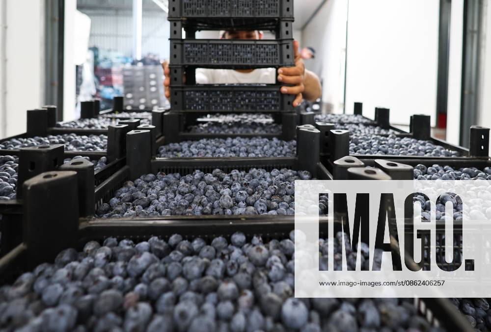 Russia Agriculture Blueberry Harvesting 9210178 22.07.2026 A worker unloads boxes of blueberries from a truck at the Kolos Kubani enterprise in the town of Krymsk, Krasnodar Region, Russia. Vitaly Timkiv Sputnik Krymsk Krasnodar region Russia