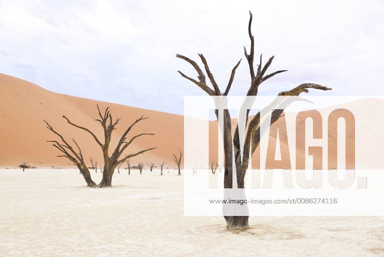 Afrika, Namibia, Sossusvlei, Deadvlei, Tote Akazienbäume
