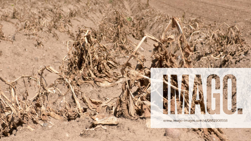 Deutschland steuert auf eine historische Dürrewelle zu und nun droht eine erneute mehrtägige Hitzewelle in Deutschland. Bis Mitte nächster Woche könnten erneut Temperaturen von bis zu 40 °C erreicht werden. Regen Fehlanzeige. Wie schlimm die Dürre bereits zugeschlagen hat, findet man vor allem am Rhein. Die Felder sind völlig ausgedorrt, Pflanzen vollkommen vertrocknet, die Bewässerung ist nur ein Tropfen auf einem heißen Stein. Bauern ackern bereits jetzt ihre staubtrockenen Felder. Einige Bäume haben bereits ihre Blätter abgeworfen und befinden sich bereits im Herbstmodus. Auf dem Rhein verursacht der sinkende Pegelstand immer mehr Probleme. Einige Autofähren mussten ihren Betrieb einstellen. Der Güterschiffsverkehr kann