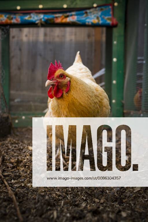 A backyard chicken coop in Austin, Texas houses a handful of chickens and provides daily eggs for a family., Austin Texas USA model released Symbolfoto