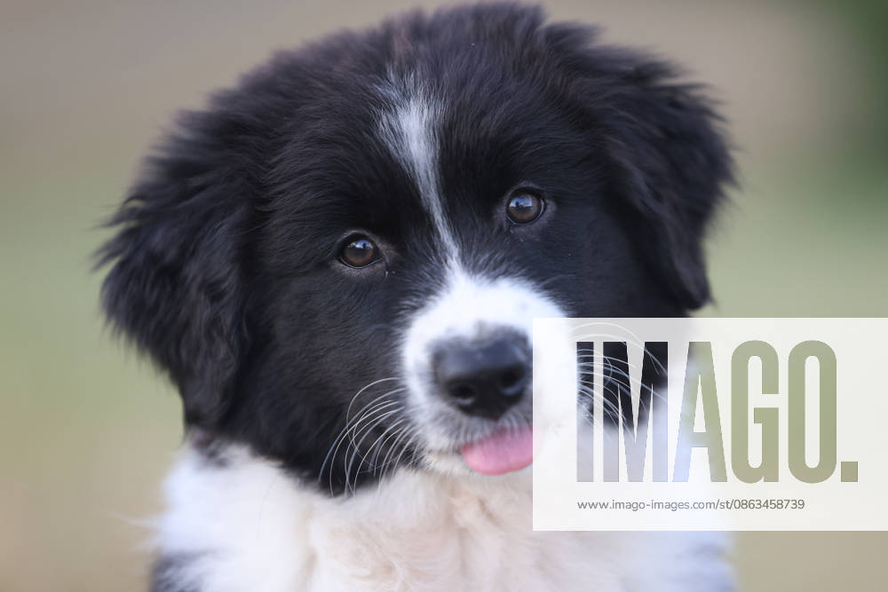 Ein elf Wochen alter Australian Shepherd Welpe (Huendin), (Hündin). Welpe im Siegerland am 05.08.2026 in Siegen Deutschland.
