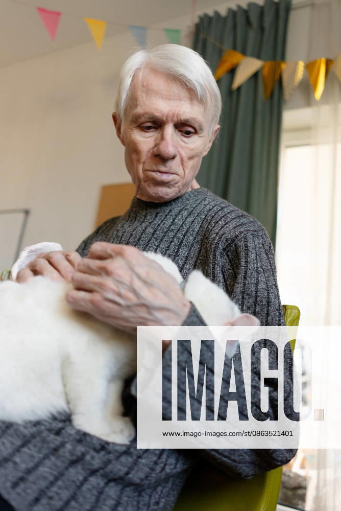 Ältere Hände, die eine weiße Katze zärtlich halten Elderly hands holding white cat with love and care at home. Senior cradling feline pet showing protective affection indoors. Grandfather clasping beloved animal with gentle devotion (License=RF) ,model released, Symbolfoto