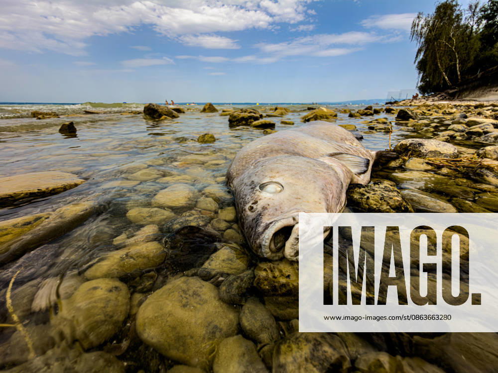 Romanshorn (TG), Schweiz, Bodensee: Toter Fisch liegt im flachen Uferwasser zwischen Steinen am Bodenseeufer. Symbolbild für Fischsterben, Hitze, hohe Wassertemperatur, Niedrigwasser, Sauerstoffmangel, Klimawandel, Gewässerökologie, Wasserqualität, Umweltbelastung, Fischbestand, Artensterben, Biodiversität, Umweltschutz, Ökosystem, Tiersterben, Fischkadaver, toter Fisch, Seeufer, Trockenheit, Thurgau, Schweiz.