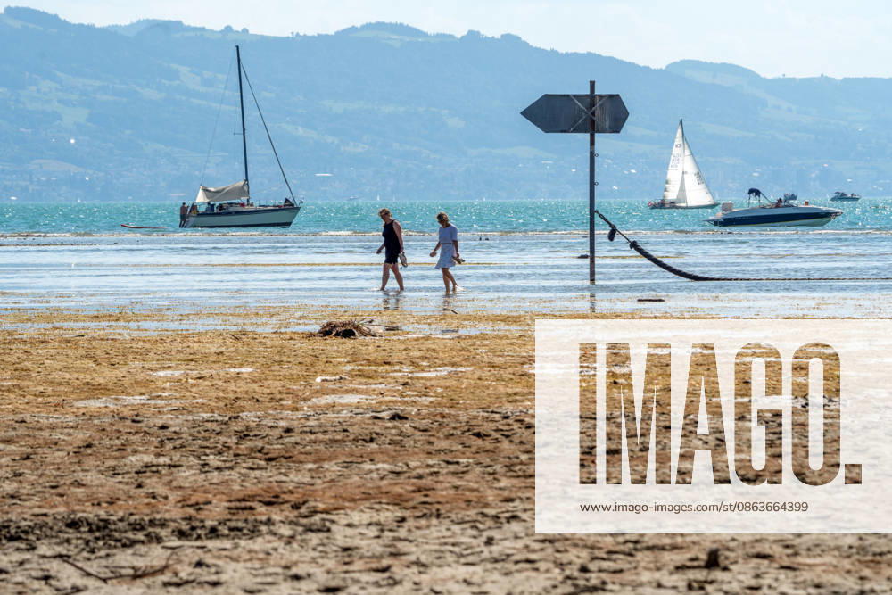 Durch Trockenheit freigelegte Uferzone am Bodensee, Spaziergänger waten durch das flache Wasser zum Ufer, Wasserburg, August 2026 Deutschland, Wasserburg, August 2026, durch Trockenheit freigelegte Uferzone am Bodensee, Spaziergänger waten durch das flache Wasser zum Ufer, die aktuelle Trockenheit hat den Pegelstand stark sinken lassen, Niedrigwasser, Blick über den See, Wasserstand sehr niedrig, zu wenig Regen, schönes Wetter, Sommer, Sonnenschein, Hitze mit Temperaturen bis 33 Grad, Landkreis Lindau, Samstagnachmittag, Klima, Alpen, Bayern,