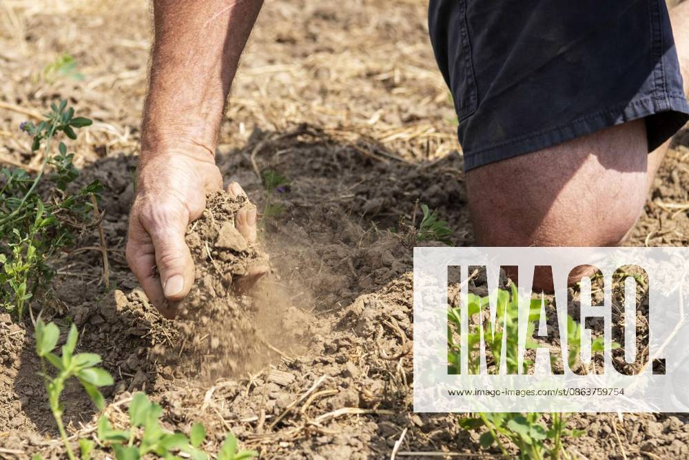 Landwirt Reinhard Mosch vom Grindhof in Mündelheim erzählt, wie Hitze und Dürre der Landwirtschaft zu schaffen machen. 10.08.2026 Duisburg Deutschland NRW Duisburg