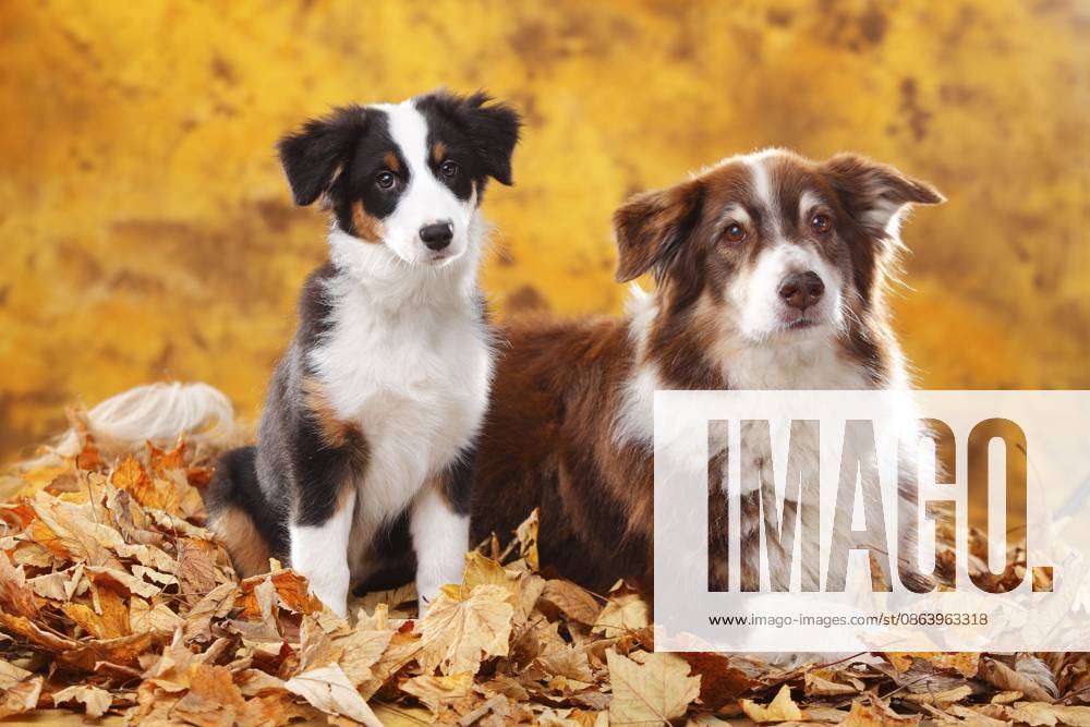 Australian Shepherd, Welpe, 13 Wochen, red-tri und black-tri, zwei Hunde sitzen im Herbstlaub Australian Shepherd, puppy, 13 weeks, red-tri and black-tri, two dogs sitting in autumn leaves