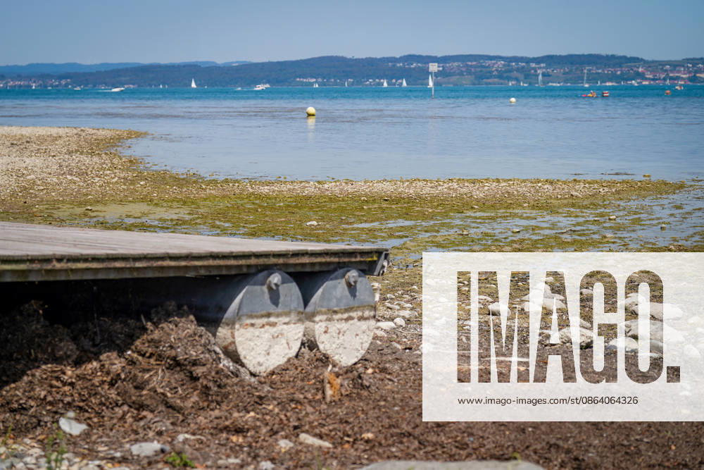 Bodensee, Schweiz: Niedrigwasser mit großflächig trockengefallenem Ufer, Kiesflächen, Algen und kaum noch schwimmendem Bootssteg. Niedrigwasser, niedriger Pegelstand, Seepegel, Trockenheit, Dürre, Wassermangel, Wasserknappheit, Niederschlagsdefizit, Hitze, Hitzewelle, Klimawandel, Klimaerwärmung, Wassertemperatur, Gewässer, Uferzone, Bodenseepegel, Schifffahrt, Segelboote, Tourismus, Symbolbild.