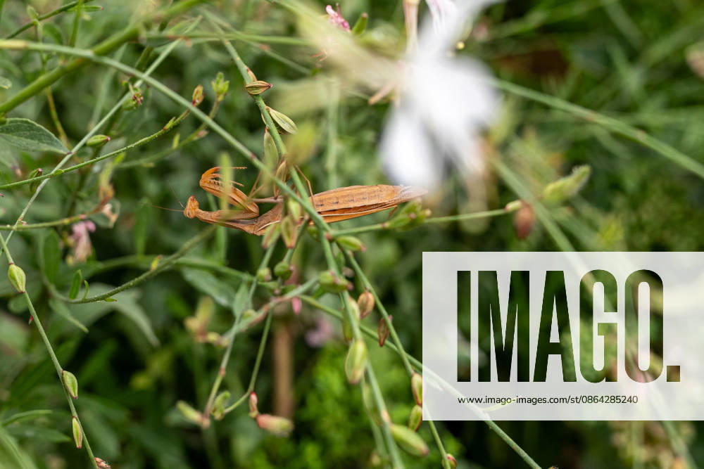 Gottesanbeterin zwischen Pflanzen und Blüten 17.08.26, Limburg: Symbolfoto, Illustrationsbild, Symbolbild, Illustrationsfoto, Alltagsszene Eine Europäische Gottesanbeterin (Mantis religiosa) sitzt zwischen grünen Pflanzen und Blüten. Die braun gefärbte Fangschrecke ist durch ihre Färbung zwischen den Stängeln gut getarnt. Die Gottesanbeterin gehört zu den Fangschrecken und ist auch in Deutschland zunehmend anzutreffen Limburg Hessen Deutschland
