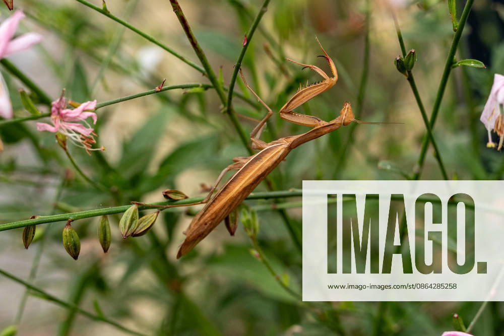 Gottesanbeterin zwischen Pflanzen und Blüten 17.08.26, Limburg: Symbolfoto, Illustrationsbild, Symbolbild, Illustrationsfoto, Alltagsszene Eine Europäische Gottesanbeterin (Mantis religiosa) sitzt zwischen grünen Pflanzen und Blüten. Die braun gefärbte Fangschrecke ist durch ihre Färbung zwischen den Stängeln gut getarnt. Die Gottesanbeterin gehört zu den Fangschrecken und ist auch in Deutschland zunehmend anzutreffen Limburg Hessen Deutschland