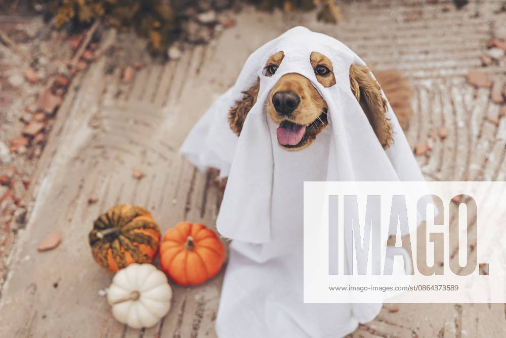 Ein Cockerspaniel Hund in einem Geisterkostüm sitzt auf dem Boden. In der Nähe befinden sich kleine Kürbisse in verschiedenen Farben. Die Szene fängt ein verspieltes Halloween Thema ein A cocker spaniel dog dressed in a ghost costume sits on the ground. Nearby are small pumpkins in various colors. The scene captures a playful Halloween theme