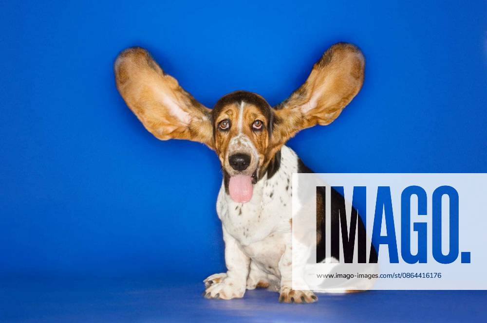 Basset hound with his ears flying away isolated over blue background model released Symbolfoto