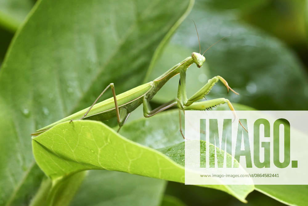 Eine weibliche Europäische Gottesanbeterin (Mantis religiosa) sitzt am 18.08.2026 auf einem Blatt einer Magnolie (Magnolia) in Bad Sachsa im Landkreis Göttingen in Niedersachsen, Deutschland. A female mantis on a leaf of a magnolia on 18th of August 2026 in Bad Sachsa county Goettingen in lower saxony, Germany
