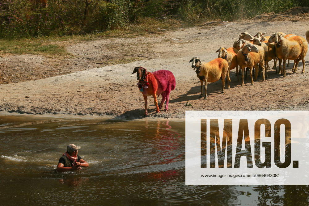 Shepherds and adorned sheep compete in Turkiye s 853-year-old river crossing contest DENIZLI, TURKIYE - AUGUST 23: Shepherds guide their sheep to cross the Buyuk Menderes River during the 853-year-old traditional Sheep Crossing Water Contest in the Cal district of Denizli, Turkiye on August 23, 2026. This year s historic event saw 47 shepherds with 63 flocks participating from surrounding districts. Waiting their turn since sunrise, the shepherds led their painted and decorated leader sheep ( elci ) to guide the rest of the flock across the river. Mahmut Serdar Alakus Anadolu Denizli Turkey. Editorial use only. Please get in touch for any other usage.