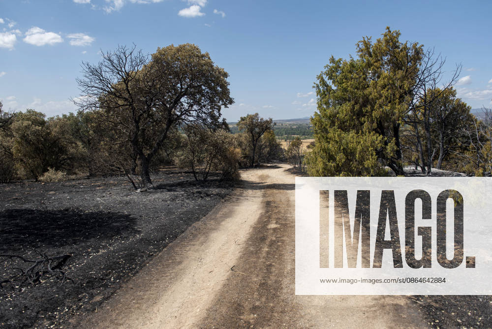 A wildfire in Aldea del Fresno, Madrid, forces the evacuation of this town and Villamantilla Vista after the fire passed through, on August 23, 2026, in Aldea del Fresno, Madrid, Spain. The wildfire that originated in Aldea del Fresno was downgraded from Operational Level 1 to Level 0 under the Civil Protection Plan on August 20 following a very favorable progression of the fire. AUGUST 23, 2026 FIRE EMbers BURNT LAND NATURE ÁBURNT TREES CHARRED FIRE SIERRA OESTE FIRE S PATH BURNT LANDSCAPE LANDSCAPE Aldea del Fresno Madrid Aldea del Fresno Madrid, Spain