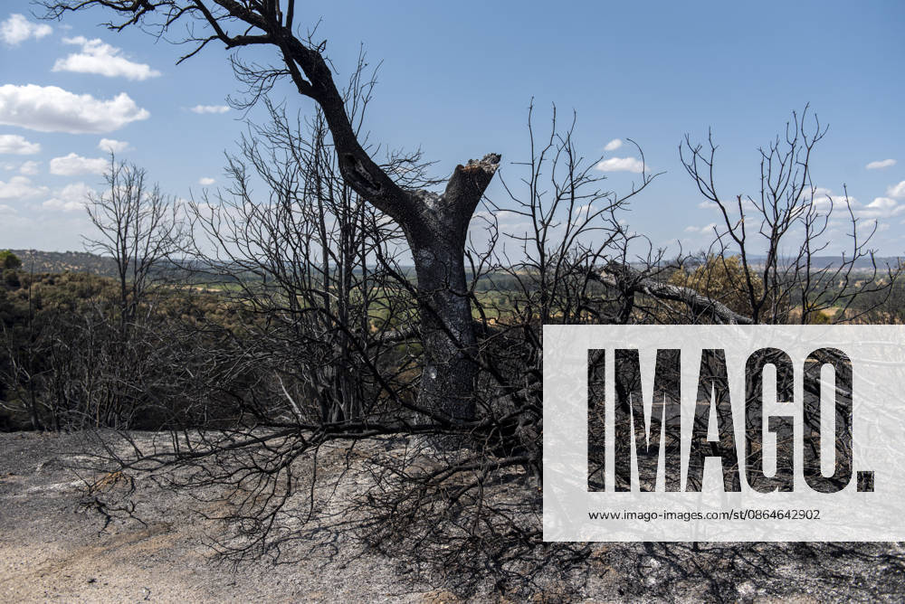 A wildfire in Aldea del Fresno, Madrid, forces the lockdown of this town and Villamantilla A charred tree, on August 23, 2026, in Aldea del Fresno, Madrid, Spain. The wildfire that originated in Aldea del Fresno was downgraded from Operational Level 1 to Level 0 under the Civil Protection Plan on August 20 following a very favorable progression of the fire. AUGUST 23, 2026 FIRE EMbers BURNT LAND NATUREBURNED TREES CHARRED FIRE SIERRA OESTE PATH OF THE FIRE BURNED LANDSCAPE LANDSCAPE TREE Aldea del Fresno Madrid Aldea del Fresno Madrid, Spain