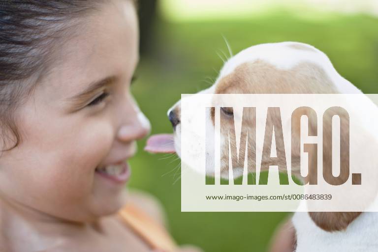 Beagle puppy licking girl s nose