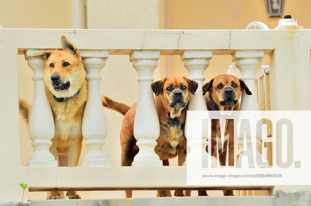 Three curious dogs watching from a balcony Belize City, Belize District, Belize R_BABE260825B-2083686-01 ,model released, Symbolfoto ,property released