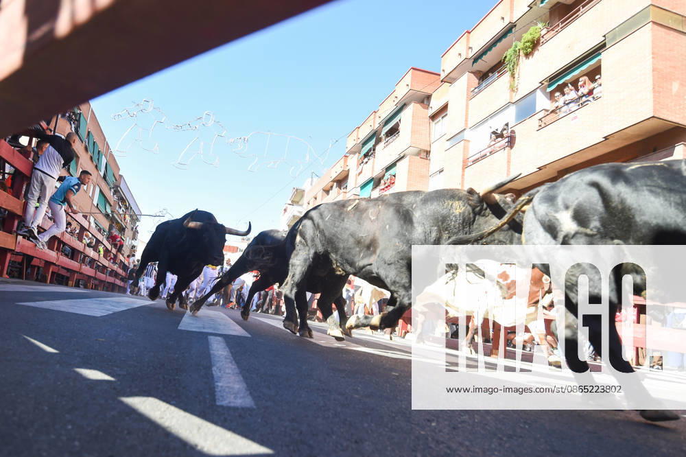 Sixth bull run of the San Sebastián de los Reyes festival in Madrid. Runners during the sixth bull run of the San Sebastián de los Reyes festival, featuring bulls from the Núnez de Tarifa ranch, on August 29, 2026, in San Sebastián de los Reyes, Madrid, Spain. This is one of the most iconic events of the patron saint festivities in honor of the Santísimo Cristo de los Remedios. The route is 820 meters long and runs from the pens to the bullring, drawing thousands of runners and spectators. During these days, there is also a nighttime bull run, a bull release, contests, and visits to the pens to see the bulls before the races. AUGUST 29, 2026 BULLS San Sebastián de los Reyes, Madrid San Sebastián de los Reyes, Madrid, Spain