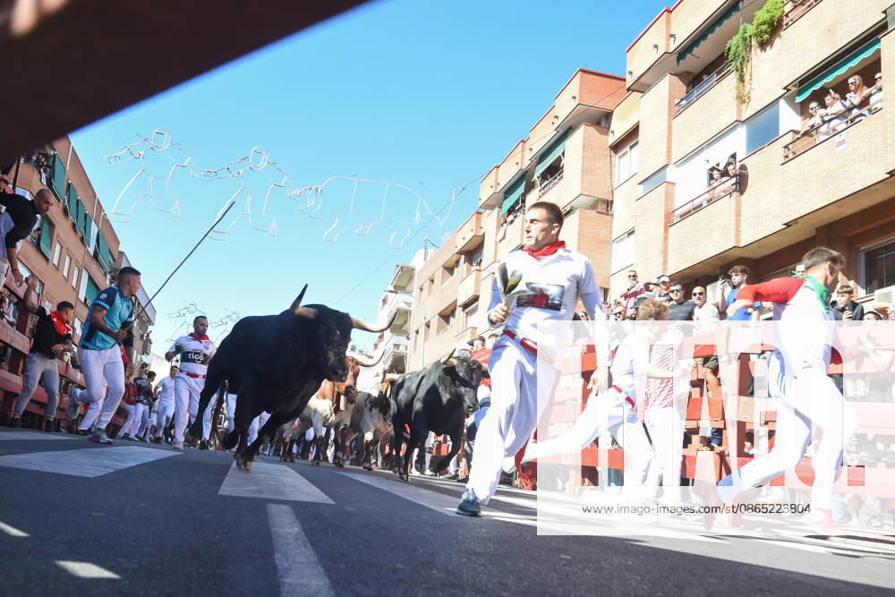 Sixth bull run of the San Sebastián de los Reyes festival in Madrid. Runners during the sixth bull run of the San Sebastián de los Reyes festival, featuring bulls from the Núnez de Tarifa ranch, on August 29, 2026, in San Sebastián de los Reyes, Madrid, Spain. This is one of the most iconic events of the patron saint festivities in honor of the Santísimo Cristo de los Remedios. The route is 820 meters long and runs from the pens to the bullring, drawing thousands of runners and spectators. During these days, there is also a nighttime bull run, a bull release, contests, and visits to the pens to see the bulls before the races. AUGUST 29, 2026 BULLS San Sebastián de los Reyes, Madrid San Sebastián de los Reyes, Madrid, Spain