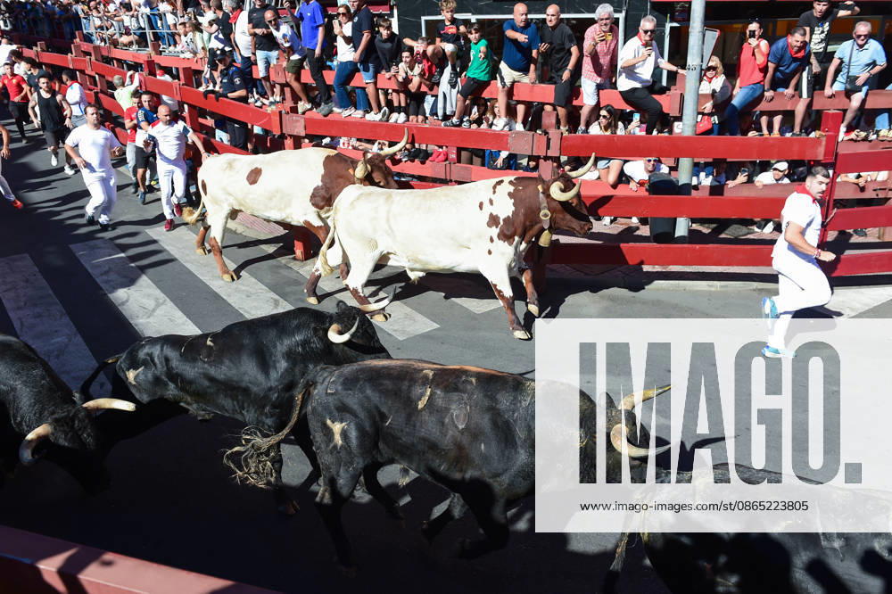 Sixth bull run of the San Sebastián de los Reyes festival in Madrid. Runners during the sixth bull run of the San Sebastián de los Reyes festival, featuring bulls from the Núnez de Tarifa ranch, on August 29, 2026, in San Sebastián de los Reyes, Madrid, Spain. This is one of the most iconic events of the patron saint festivities in honor of the Santísimo Cristo de los Remedios. The route is 820 meters long and runs from the pens to the bullring, drawing thousands of runners and spectators. During these days, there is also a nighttime bull run, a bull release, contests, and visits to the pens to see the bulls before the races. AUGUST 29, 2026 BULLS San Sebastián de los Reyes, Madrid San Sebastián de los Reyes, Madrid, Spain