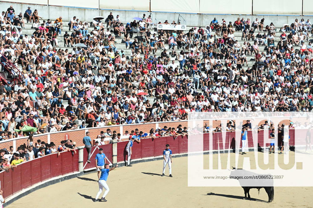 Sixth bull run of the San Sebastián de los Reyes festival in Madrid. Runners in the bullring during the sixth bull run of the San Sebastián de los Reyes festival, featuring bulls from the Núnez de Tarifa ranch, on August 29, 2026, in San Sebastián de los Reyes, Madrid, Spain. This is one of the most iconic events of the patron saint festivities in honor of the Santísimo Cristo de los Remedios. The route is 820 meters long and runs from the pens to the bullring, drawing thousands of runners and spectators. During these days, there is also a nighttime bull run, bull releases, contests, and visits to the pens to see the bulls before the races. AUGUST 29, 2026 BULLS San Sebastián de los Reyes, Madrid San Sebastián de los Reyes, Madrid, Spain