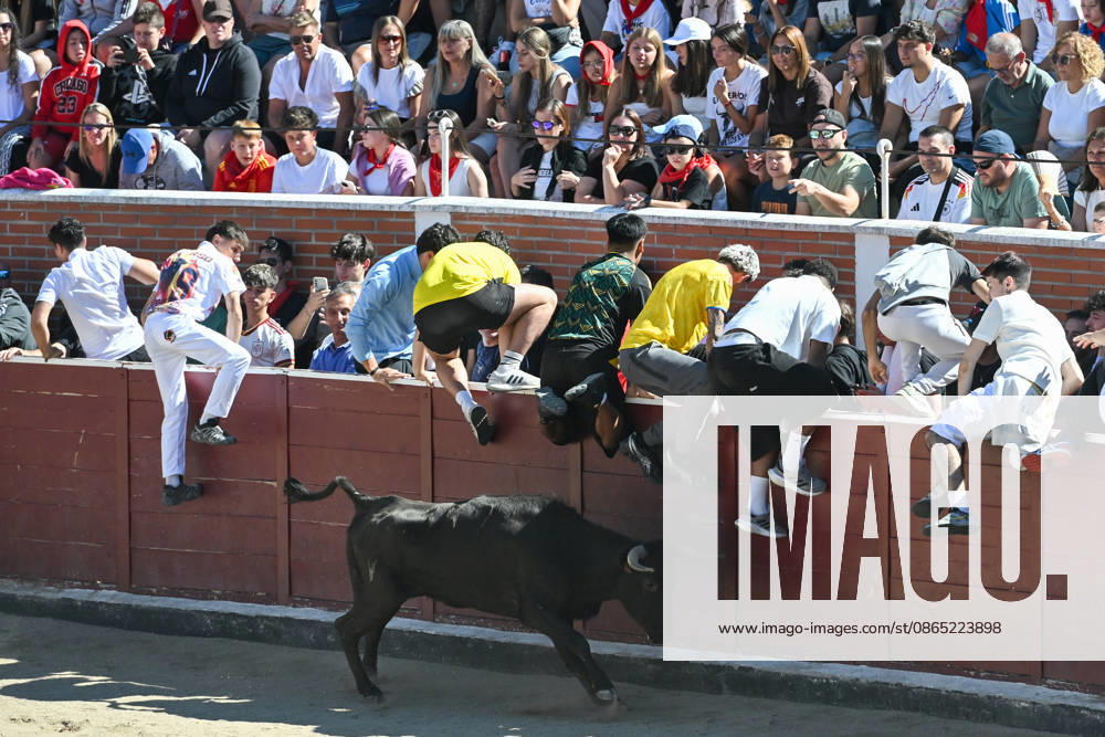 Sixth bull run of the San Sebastián de los Reyes festival in Madrid. Runners in the bullring during the sixth bull run of the San Sebastián de los Reyes festival, featuring bulls from the Núnez de Tarifa ranch, on August 29, 2026, in San Sebastián de los Reyes, Madrid, Spain. This is one of the most iconic events of the patron saint festivities in honor of the Santísimo Cristo de los Remedios. The route is 820 meters long and runs from the pens to the bullring, drawing thousands of runners and spectators. During these days, there is also a nighttime bull run, bull releases, contests, and visits to the pens to see the bulls before the races. AUGUST 29, 2026 BULLS San Sebastián de los Reyes, Madrid San Sebastián de los Reyes, Madrid, Spain